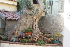alberovilletta2sito